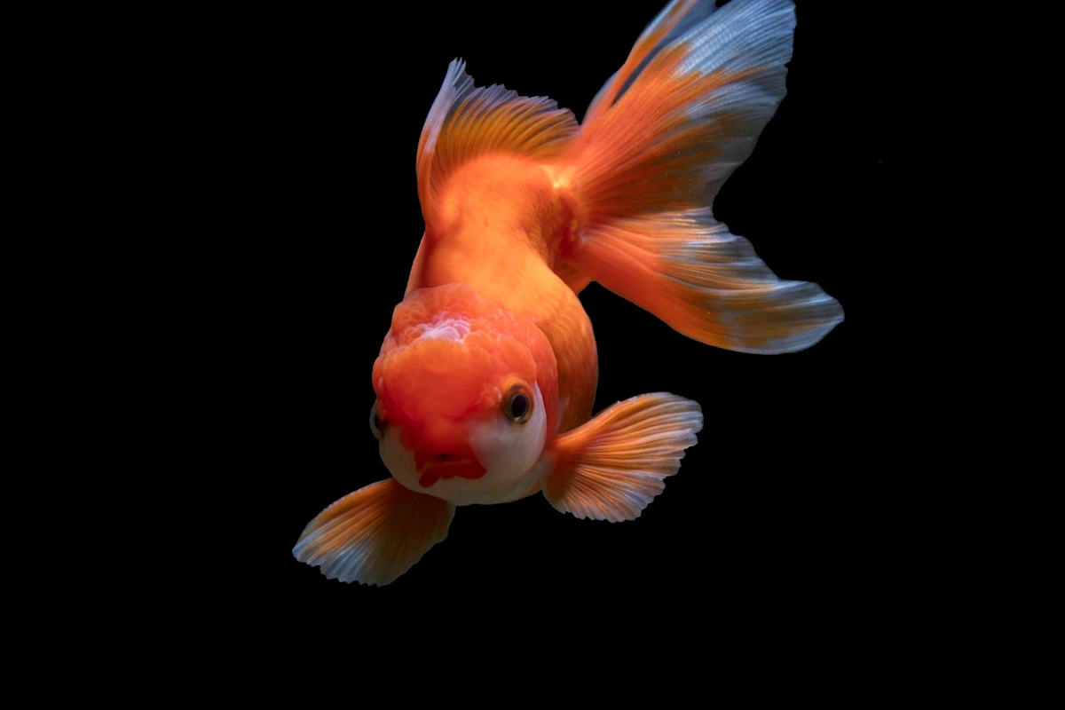 Pond Fish Winter Care: When to Stop Feeding Koi & Ice Aeration Guide — aquarium guide