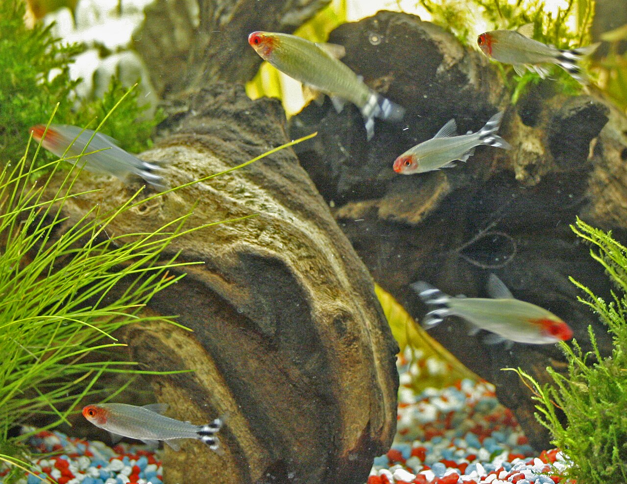 Rummy-Nose Tetra (Hemigrammus rhodostomus) — aquarium fish
