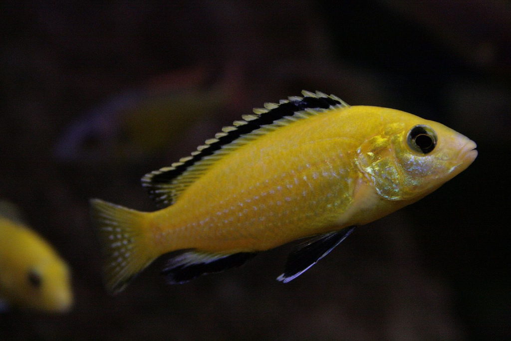 Yellow Lab Cichlid (Labidochromis caeruleus) — aquarium fish