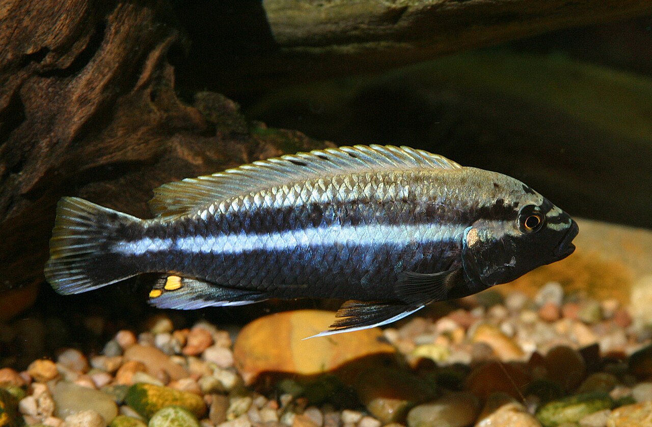 Golden Mbuna (Melanochromis auratus) — aquarium fish
