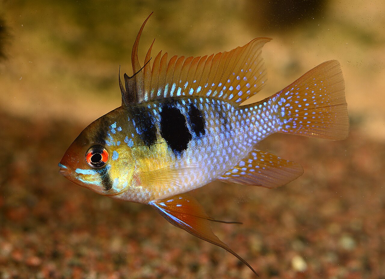 German Blue Ram (Mikrogeophagus ramirezi) — aquarium fish