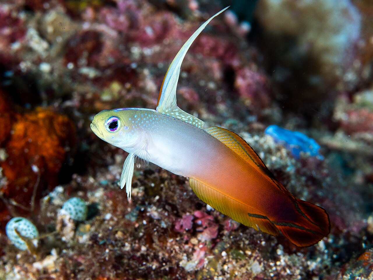 Firefish Goby (Nemateleotris magnifica) — aquarium fish