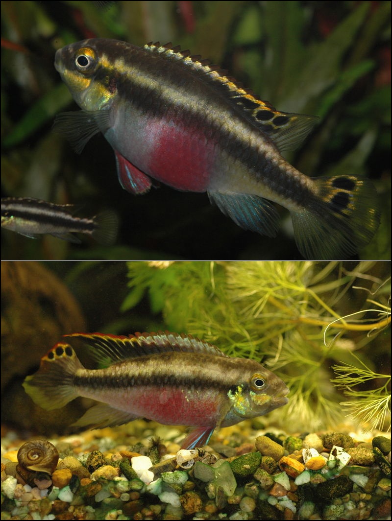 Kribensis Cichlid (Pelvicachromis pulcher) — aquarium fish