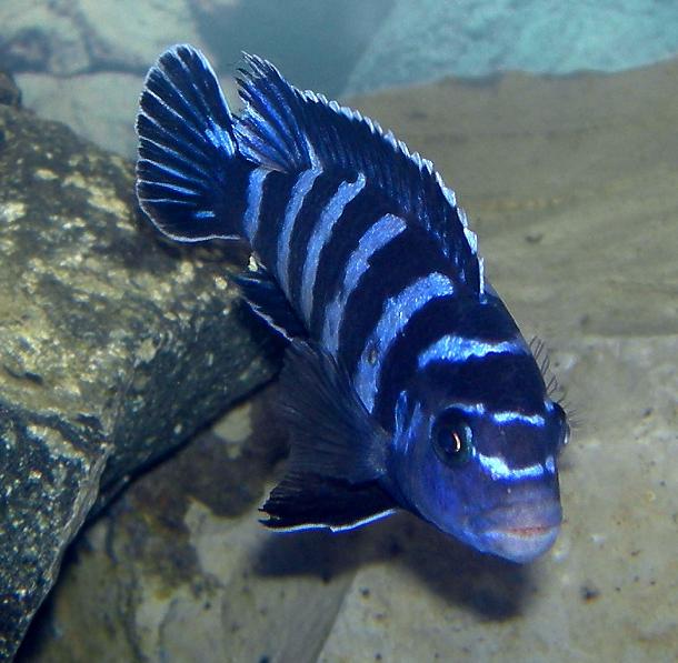Demasoni Cichlid (Pseudotropheus demasoni) — aquarium fish
