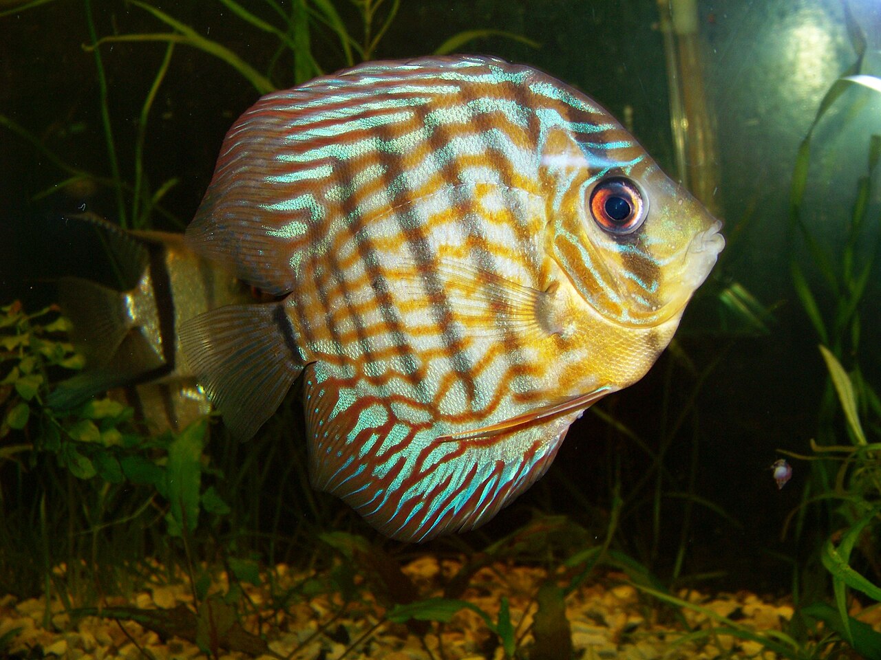 Discus (Symphysodon aequifasciatus) — aquarium fish